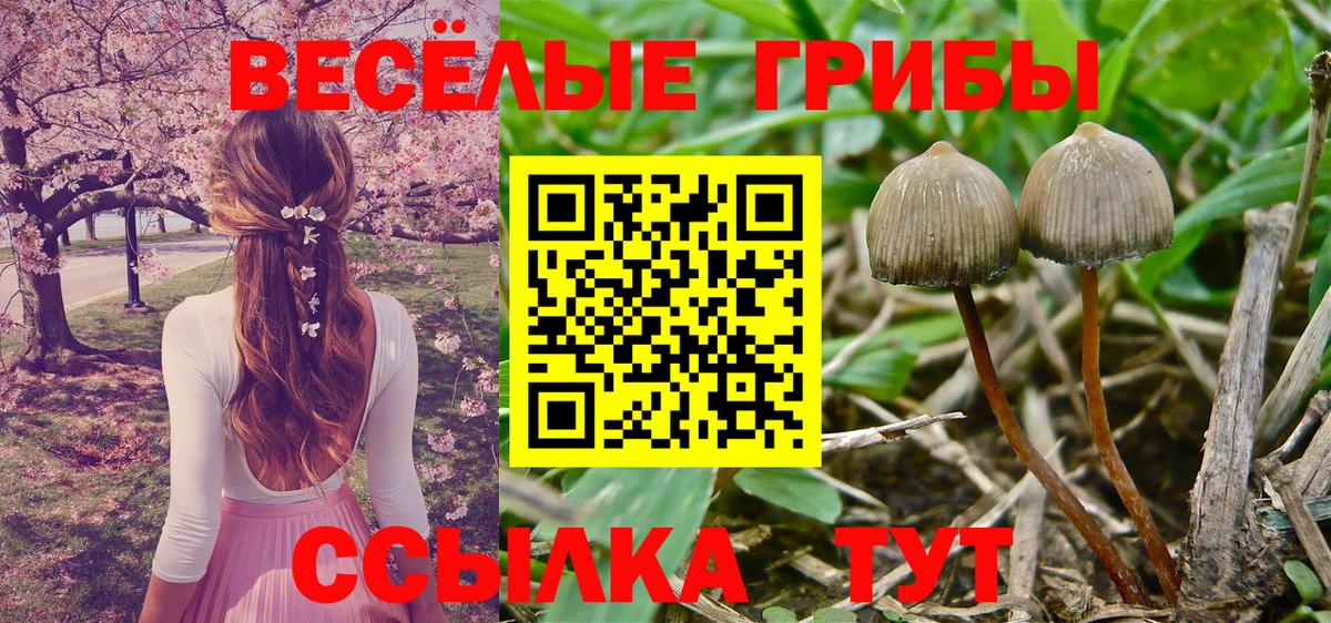 Псилоцибиновые грибы Magic Shrooms  купить  цена  Дюртюли  Вход с VPN 
